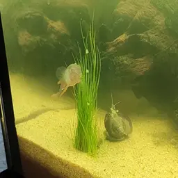 Peacock Gudgeon, photo 6