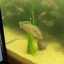 Peacock Gudgeon, photo 7