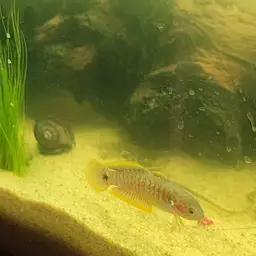 Peacock Gudgeon, photo 8