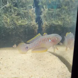 Peacock Gudgeon, photo 9