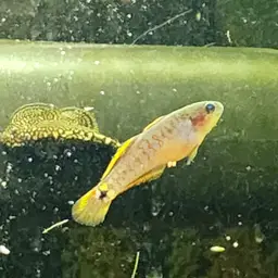 Peacock Gudgeon, photo 10