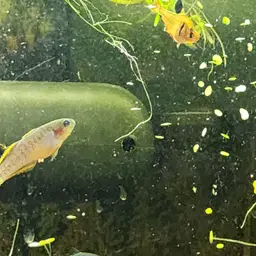 Peacock Gudgeon, photo 11