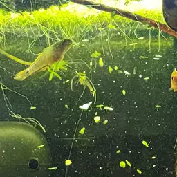 Peacock Gudgeon, photo 12