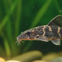 Dwarf Wood Catfish, photo 1