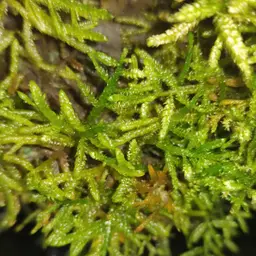 Java Moss