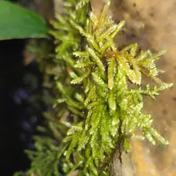 Java Moss, photo 2