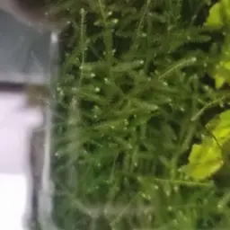 Java Moss, photo 3