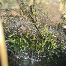 Java Moss, photo 4