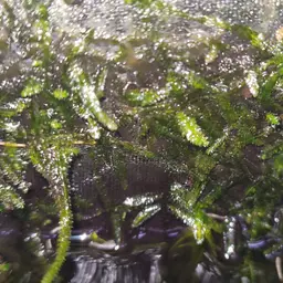 Java Moss, photo 5