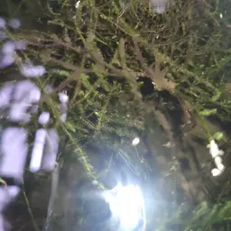 Java Moss, photo 6