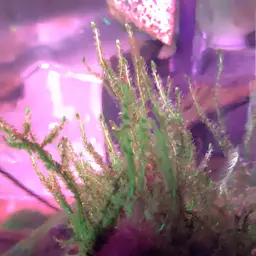 Java Moss, photo 7
