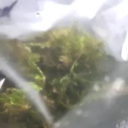 Java Moss, photo 8