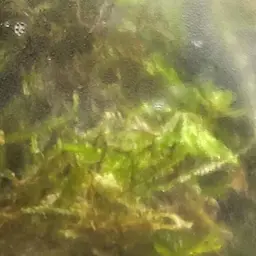 Java Moss, photo 9
