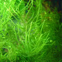 Java Moss, photo 10