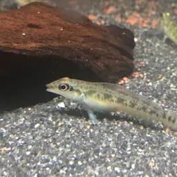 Centrarchus Cichlid