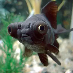 Telescope Goldfish, photo 3