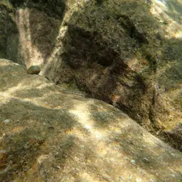 Two Banded Cichlid, photo 1