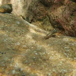 Two Banded Cichlid, photo 2