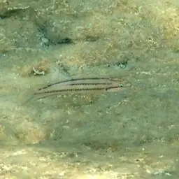 Two Banded Cichlid, photo 3