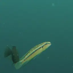 Two Banded Cichlid, photo 4