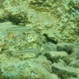 Two Banded Cichlid, photo 6