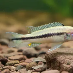 Two Banded Cichlid, photo 7