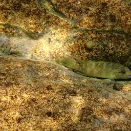 Temporalis Cichlid, photo 1