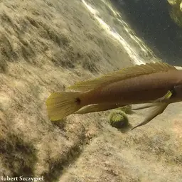 Temporalis Cichlid, photo 2