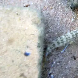 Temporalis Cichlid, photo 3