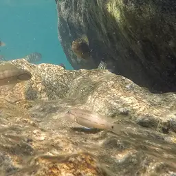 Temporalis Cichlid, photo 4