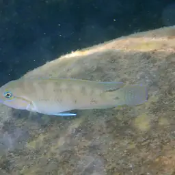 Temporalis Cichlid, photo 5