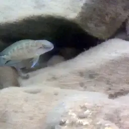 Temporalis Cichlid, photo 7