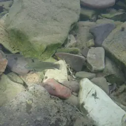 Temporalis Cichlid, photo 8
