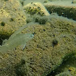 Temporalis Cichlid, photo 9