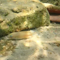 Temporalis Cichlid, photo 10