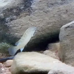Temporalis Cichlid, photo 11