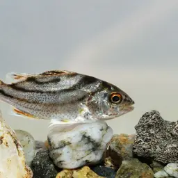 Crescent Grunter, photo 2