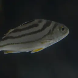 Crescent Grunter, photo 3
