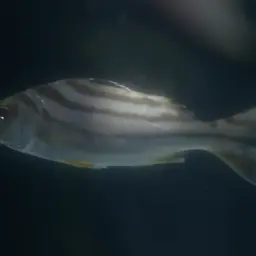 Crescent Grunter, photo 4