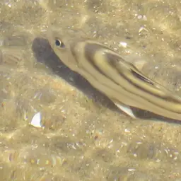 Crescent Grunter, photo 6