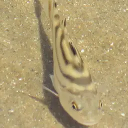 Crescent Grunter, photo 7
