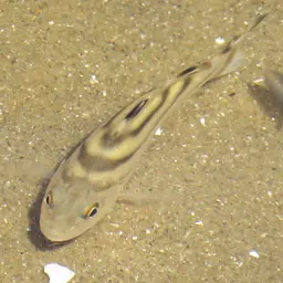 Crescent Grunter, photo 8
