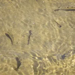 Crescent Grunter, photo 9
