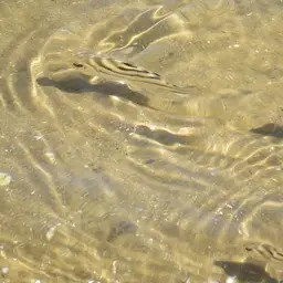 Crescent Grunter, photo 10