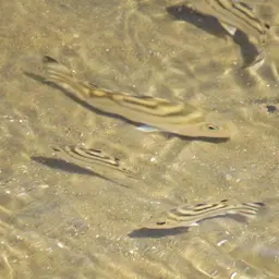 Crescent Grunter, photo 11