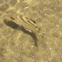 Crescent Grunter, photo 12
