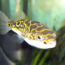 Figure-8 Puffer, photo 2