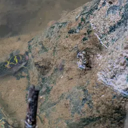 Figure-8 Puffer, photo 3
