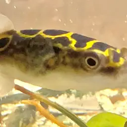 Figure-8 Puffer, photo 6