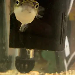 Figure-8 Puffer, photo 8